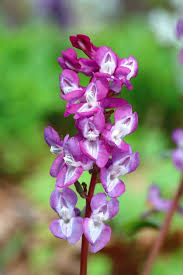 Attēlu rezultāti vaicājumam “Corydalis cava leaf”