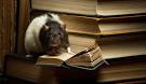 Making a Smarter Rat