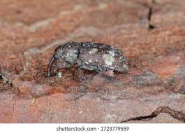 Attēlu rezultāti vaicājumam “Pissodes castaneus”