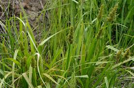 Attēlu rezultāti vaicājumam “Carex loliacea fruit”
