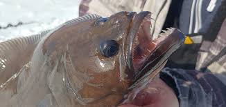 Image result for Reinhardtius hippoglossoides