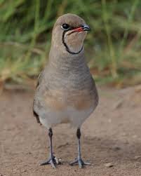 Image result for Glareola pratincola