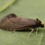 Attēlu rezultāti vaicājumam “Taleporia tubulosa”