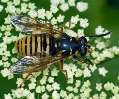Attēlu rezultāti vaicājumam “Temnostoma vespiforme”