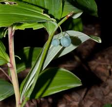Attēlu rezultāti vaicājumam “Polygonatum odoratum fruit”