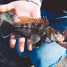 Image result for Centropristis striata