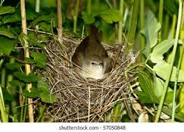 Attēlu rezultāti vaicājumam “Sylvia borin nest”