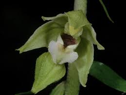 Attēlu rezultāti vaicājumam “Epipactis helleborine fruit”