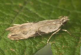 Attēlu rezultāti vaicājumam “Hypatima rhomboidella”