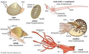 Attēlu rezultāti vaicājumam “Mollusca”