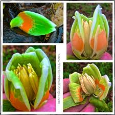 Attēlu rezultāti vaicājumam “Liriodendron tulipifera fruit”