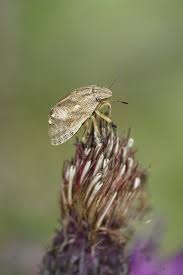 Attēlu rezultāti vaicājumam “Graphosoma lineatum nymph”