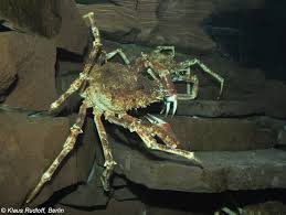 Image result for Maja brachydactyla