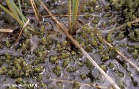 Attēlu rezultāti vaicājumam “Scorpidium scorpioides”