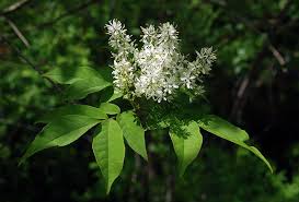 Attēlu rezultāti vaicājumam “Fraxinus excelsior Pendula female flower”
