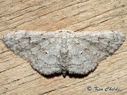 Attēlu rezultāti vaicājumam “Idaea sylvestraria”