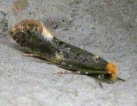 Attēlu rezultāti vaicājumam “Monopis weaverella”