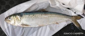 Image result for Alosa fallax