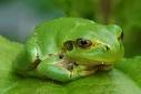 Japanese Tree Frog - Amphibians Reference Library - redOrbit