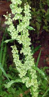 Attēlu rezultāti vaicājumam “Rumex crispus fruit”
