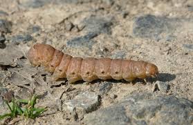 Attēlu rezultāti vaicājumam “Noctua fimbriata”