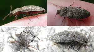 Attēlu rezultāti vaicājumam “Agrypnus murinus”