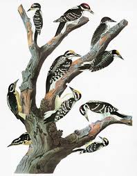 Attēlu rezultāti vaicājumam “Picoides tridactylus”