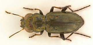 Attēlu rezultāti vaicājumam “Notiophilus palustris”