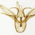 Attēlu rezultāti vaicājumam “Hydrelia sylvata”