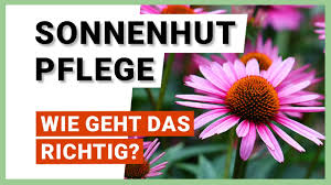 Image result for Sonnenhut