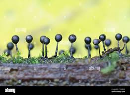 Attēlu rezultāti vaicājumam “Lamproderma columbinum”