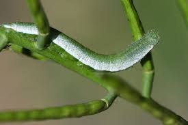 Attēlu rezultāti vaicājumam “Anthocharis cardamines”