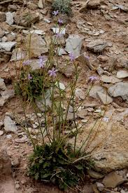 Attēlu rezultāti vaicājumam “Polemoniaceae”
