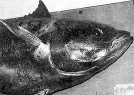 Image result for Thunnus maccoyii