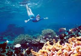 Image result for St. Albans Snorkelling Club (SASC)