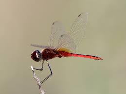 Attēlu rezultāti vaicājumam “Lophozia laxa macro”