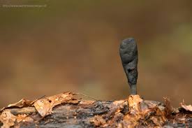 Attēlu rezultāti vaicājumam “Cribraria argillacea stalked”