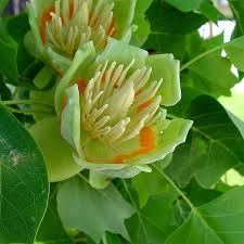 Attēlu rezultāti vaicājumam “Liriodendron tulipifera”