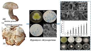 Attēlu rezultāti vaicājumam “Hypomyces chrysospermus”