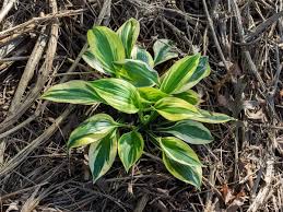 Attēlu rezultāti vaicājumam “Hosta sp. leaf”