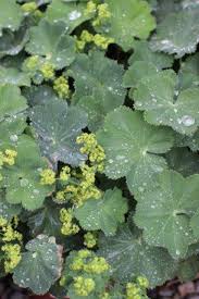 Image result for Alchemilla mollis