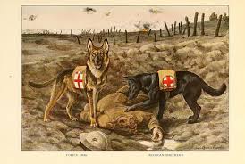 Attēlu rezultāti vaicājumam “Canis lupus familiaris”