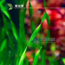 「扭蘭」的圖片搜尋結果