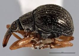 Attēlu rezultāti vaicājumam “Apion sp.”