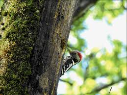 Attēlu rezultāti vaicājumam “Dendrocopos medius nest”