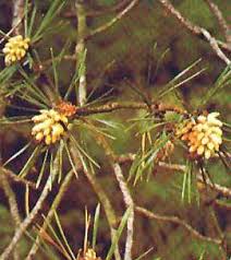Attēlu rezultāti vaicājumam “Pinus sylvestris male flower”