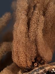 Attēlu rezultāti vaicājumam “Arcyria major”