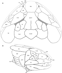 Attēlu rezultāti vaicājumam “Laccognathus panderi”