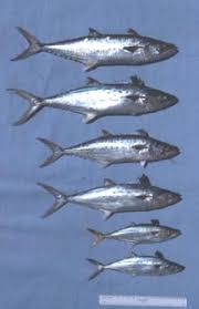 Image result for Scomberomorus cavalla