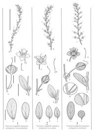 Attēlu rezultāti vaicājumam “Veronica anagallis-aquatica leaf”